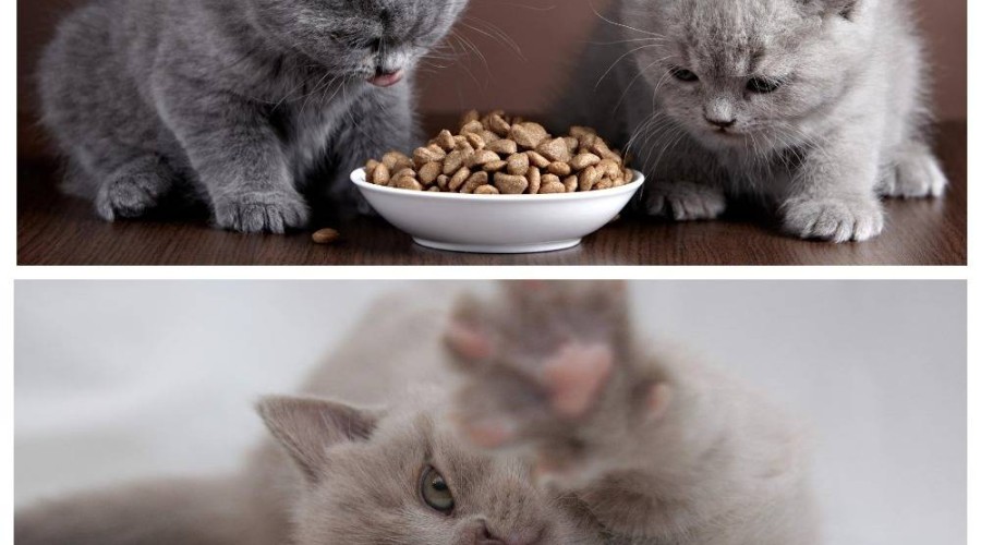 Что выбрать в качестве корма для котенка начиная с двухмесячного возраста?