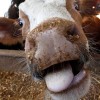 Что такое «коровье бешенство» и каким образом оно поражает человека?