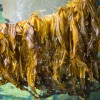 Морская капуста – деликатес со дна морского
