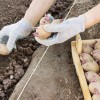Как правильно сажать картофель?