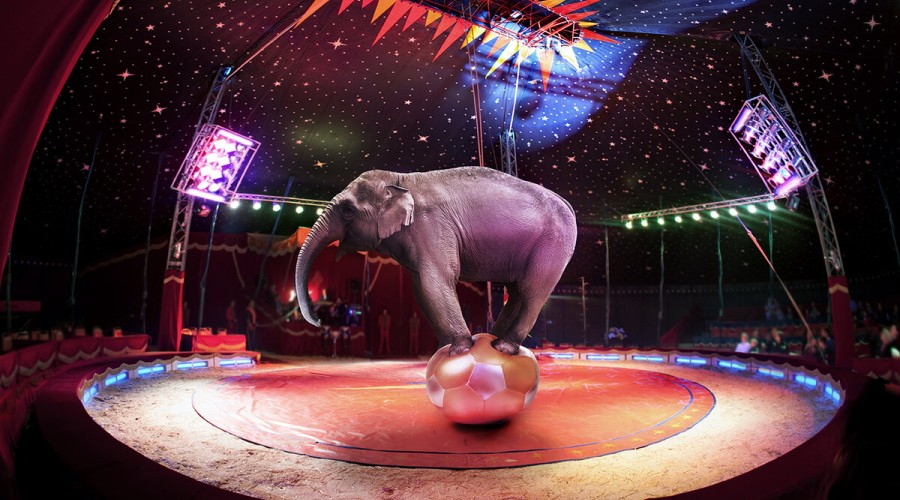 Что такое цирк