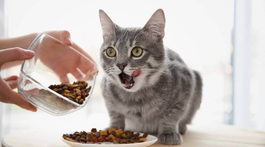 Чем кормить стерилизованного кота?