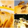 Как избавиться от муравьев и дрозофил?