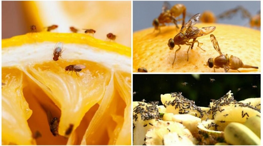 Как избавиться от муравьев и дрозофил?