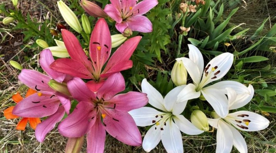 16 июля в ботаническом саду МГУ «Аптекари» откроются выставки лилий и ранних флоксов от лучших цветоводов Москвы,