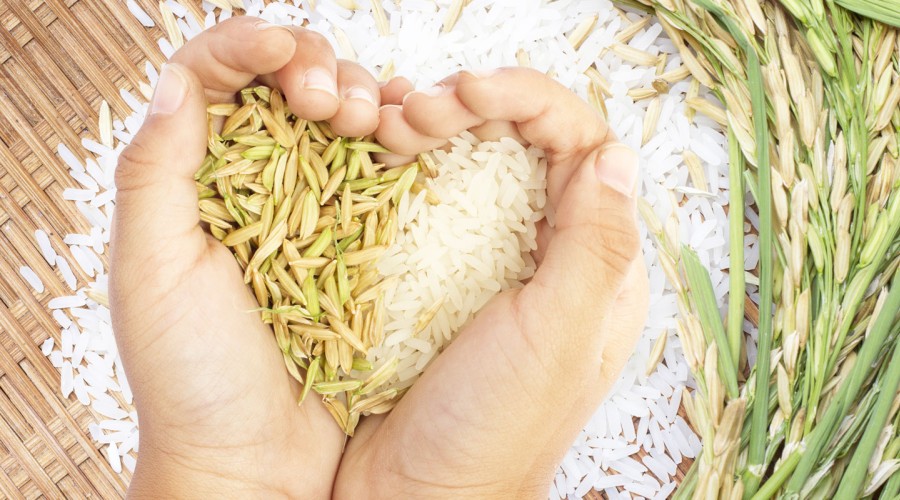 Какие полезные свойства риса?