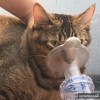 Ветеринарный ингалятор для кошек и собак