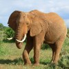 Каково состояние популяции слонов в Африке и угрожает ли вымирание черепахам?