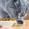 Угощение для бурмиллы: чем правильно кормить кота