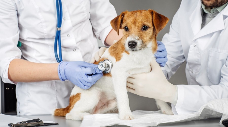 Почему в настоящее время ветеринарные услуги пользуются повышенным спросом